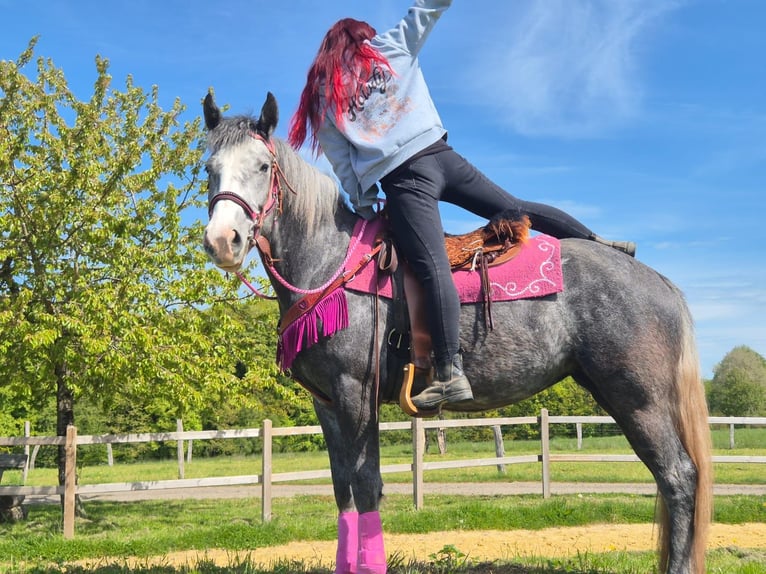 Andere Rassen Merrie 7 Jaar 155 cm Appelschimmel in Linkenbach