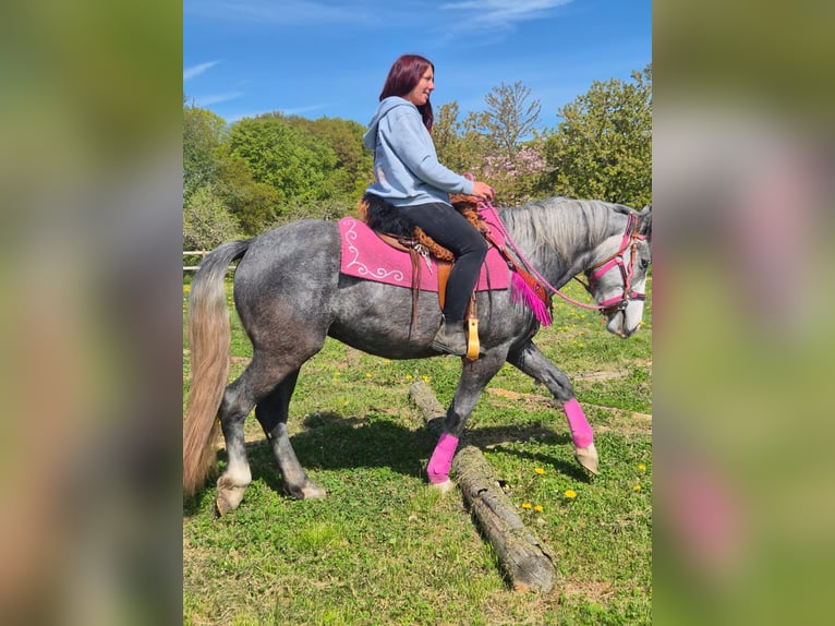 Andere Rassen Merrie 7 Jaar 155 cm Appelschimmel in Linkenbach