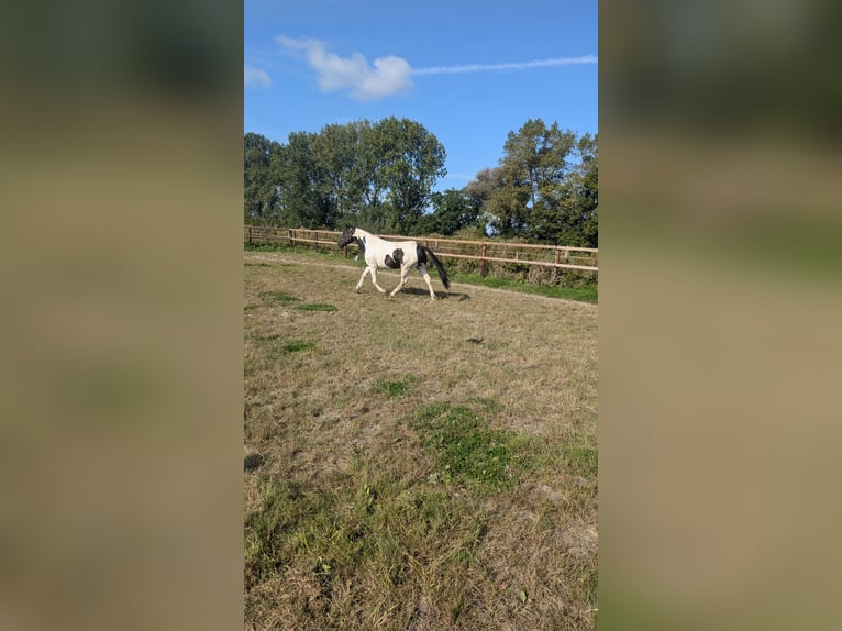 Andere Rassen Mix Merrie 7 Jaar 155 cm Gevlekt-paard in Ihlow