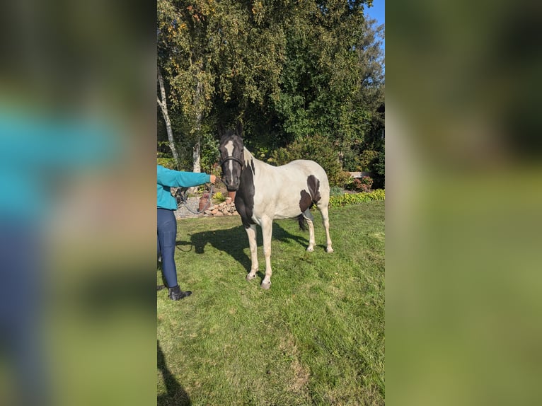 Andere Rassen Mix Merrie 7 Jaar 155 cm Gevlekt-paard in Ihlow