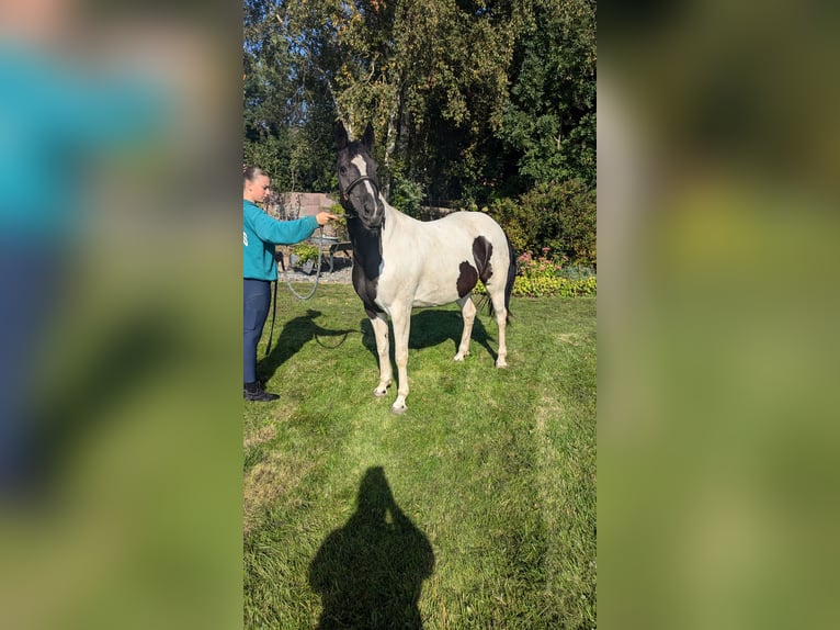 Andere Rassen Mix Merrie 7 Jaar 155 cm Gevlekt-paard in Ihlow