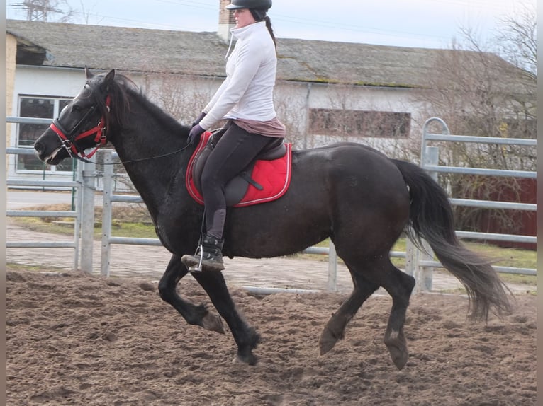 Andere Rassen Merrie 7 Jaar 155 cm Zwart in Buttst&#xE4;dt