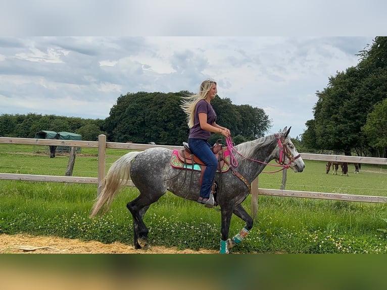 Andere Rassen Merrie 7 Jaar 156 cm Appelschimmel in Linkenbach