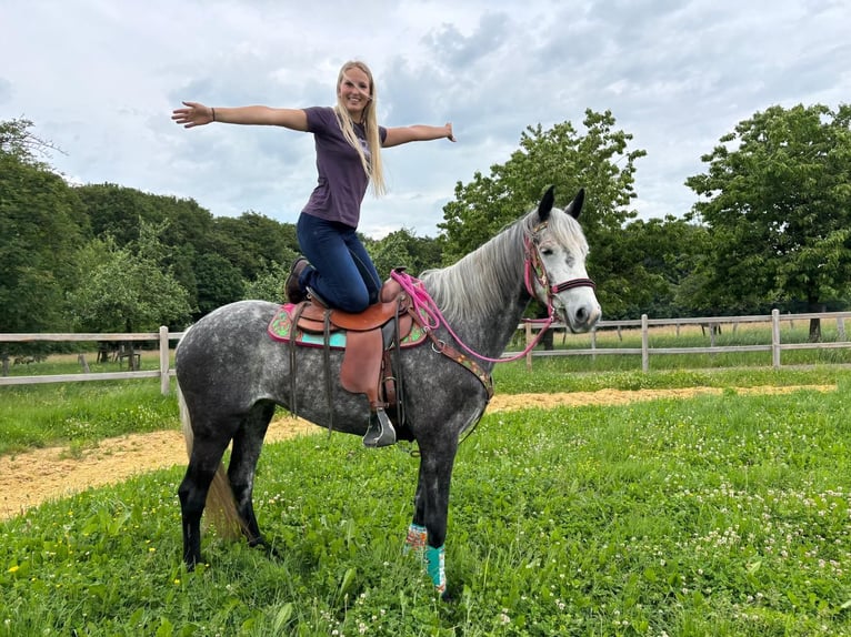 Andere Rassen Merrie 7 Jaar 156 cm Appelschimmel in Linkenbach