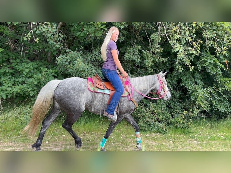 Andere Rassen Merrie 7 Jaar 156 cm Appelschimmel in Linkenbach