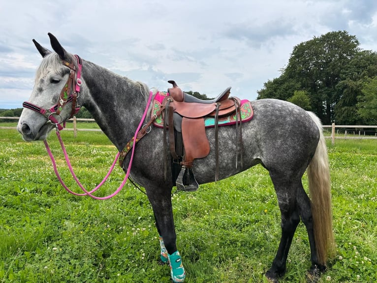Andere Rassen Merrie 7 Jaar 156 cm Appelschimmel in Linkenbach