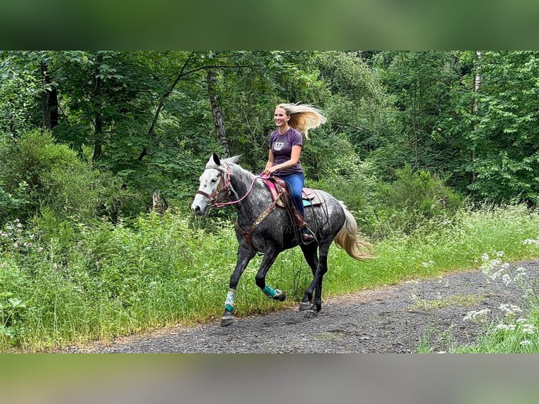 Andere Rassen Merrie 7 Jaar 156 cm Appelschimmel in Linkenbach