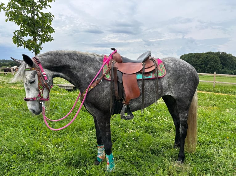 Andere Rassen Merrie 7 Jaar 156 cm Appelschimmel in Linkenbach