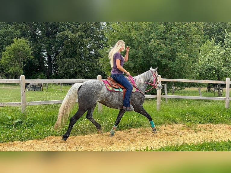 Andere Rassen Merrie 7 Jaar 156 cm Appelschimmel in Linkenbach