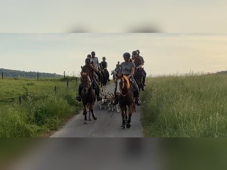 Andere Rassen Merrie 7 Jaar 156 cm Donkere-vos in Üxheim