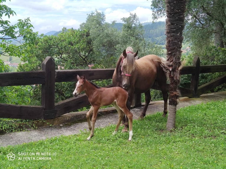 Andere Rassen Merrie 7 Jaar 156 cm Palomino in Zaldibar