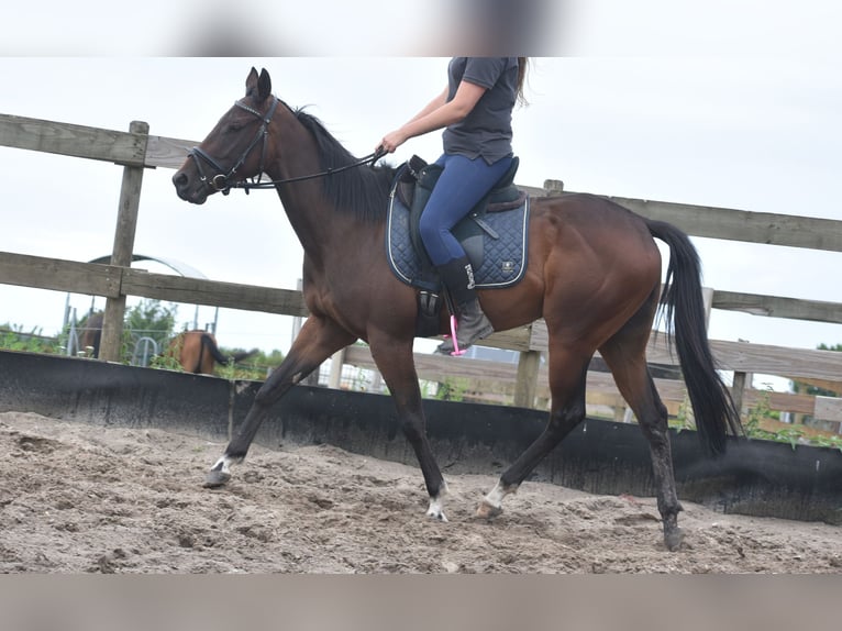 Andere Rassen Merrie 7 Jaar 157 cm Donkerbruin in Achtmaal