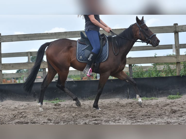 Andere Rassen Merrie 7 Jaar 157 cm Donkerbruin in Achtmaal