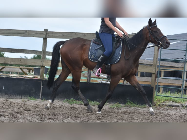 Andere Rassen Merrie 7 Jaar 157 cm Donkerbruin in Achtmaal