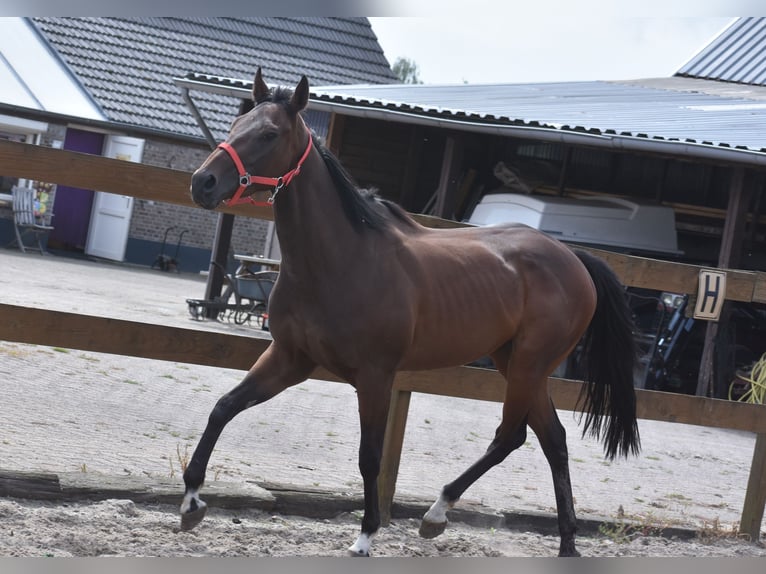 Andere Rassen Merrie 7 Jaar 157 cm Donkerbruin in Achtmaal