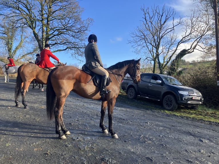Andere Rassen Merrie 7 Jaar 157 cm Roodbruin in Wales