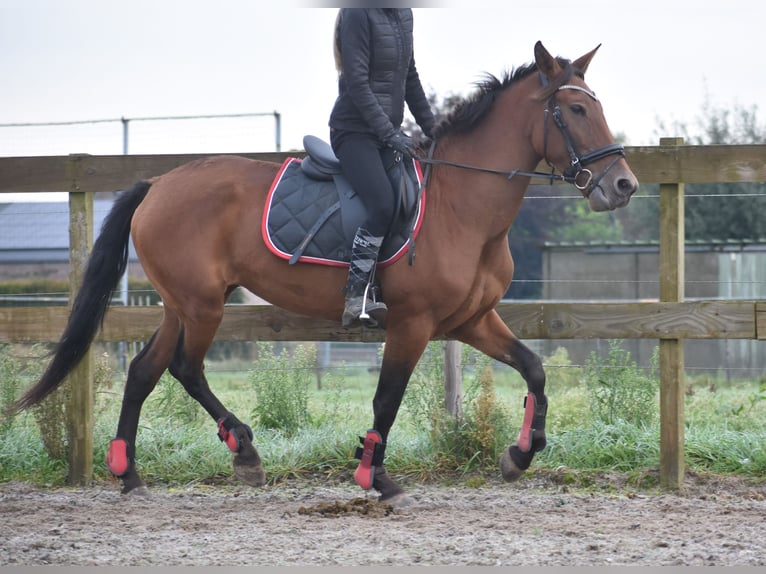 Andere Rassen Merrie 7 Jaar 157 cm Roodbruin in Achtmaal