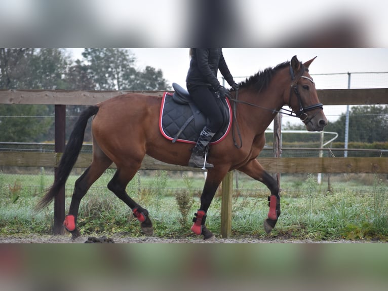 Andere Rassen Merrie 7 Jaar 157 cm Roodbruin in Achtmaal