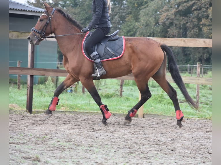 Andere Rassen Merrie 7 Jaar 157 cm Roodbruin in Achtmaal