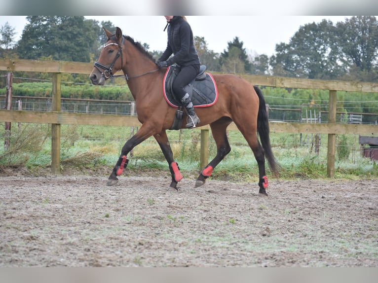 Andere Rassen Merrie 7 Jaar 157 cm Roodbruin in Achtmaal