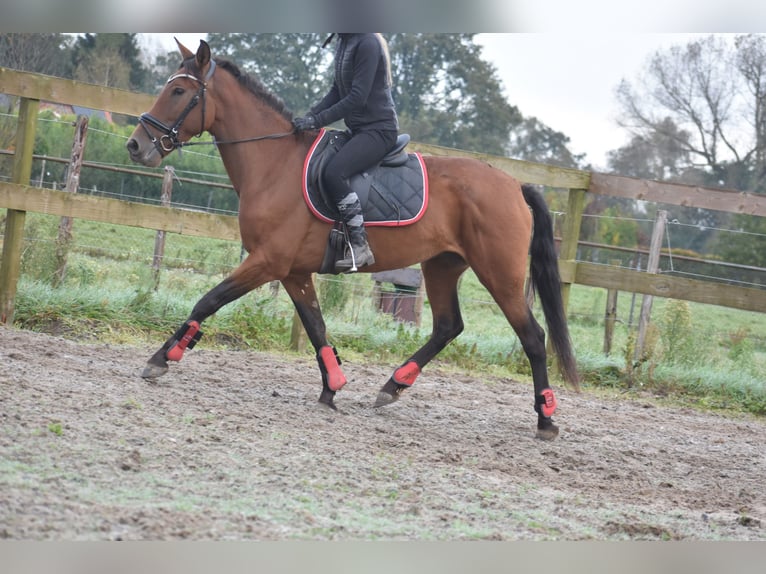 Andere Rassen Merrie 7 Jaar 157 cm Roodbruin in Achtmaal