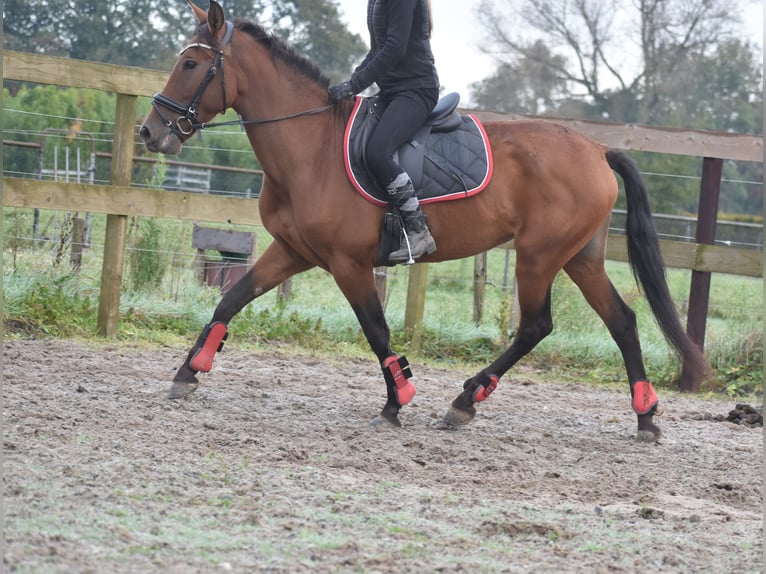 Andere Rassen Merrie 7 Jaar 157 cm Roodbruin in Achtmaal