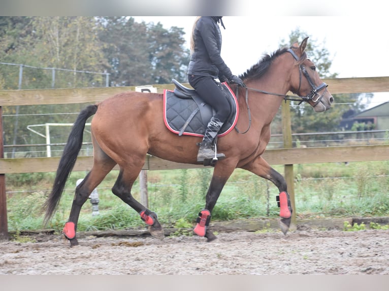 Andere Rassen Merrie 7 Jaar 157 cm Roodbruin in Achtmaal