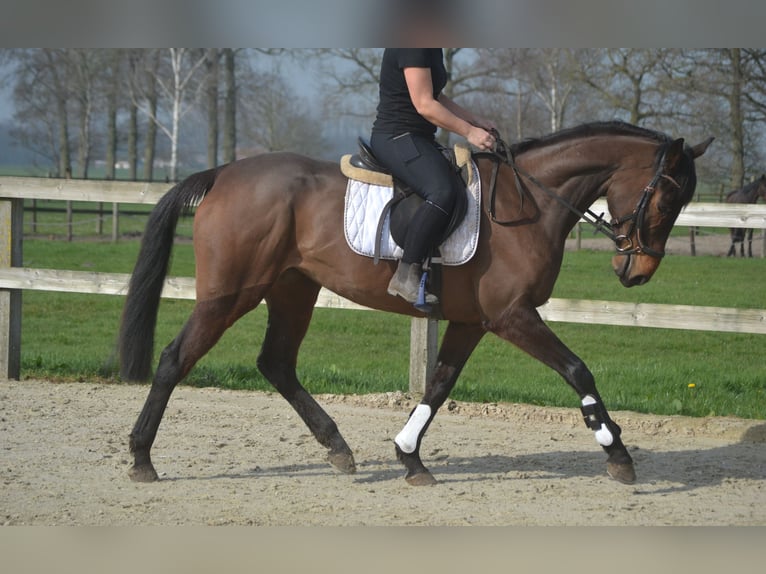 Andere Rassen Merrie 7 Jaar 160 cm Bruin in Breda