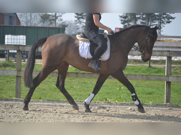 Andere Rassen Merrie 7 Jaar 160 cm Bruin in Breda