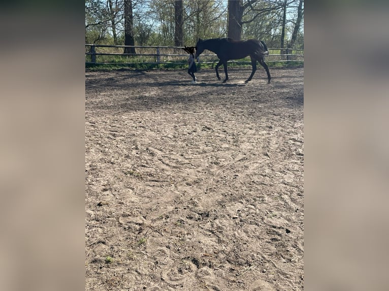 Andere Rassen Merrie 7 Jaar 160 cm Donkerbruin in Grefrath