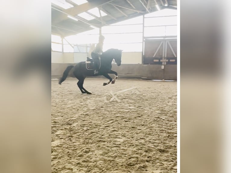 Andere Rassen Merrie 7 Jaar 160 cm Donkerbruin in Grefrath