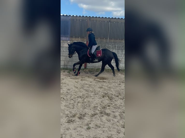 Andere Rassen Merrie 7 Jaar 160 cm Donkerbruin in Grefrath