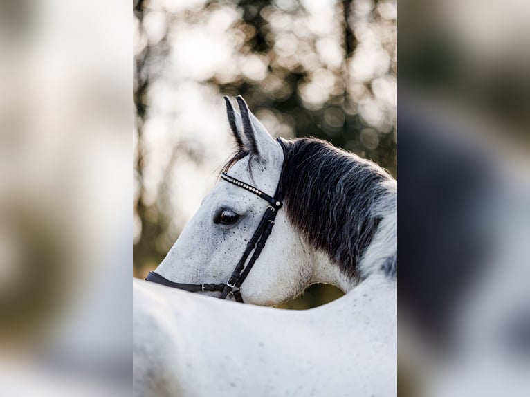 Andere Rassen Mix Merrie 7 Jaar 160 cm Schimmel in Vilnius