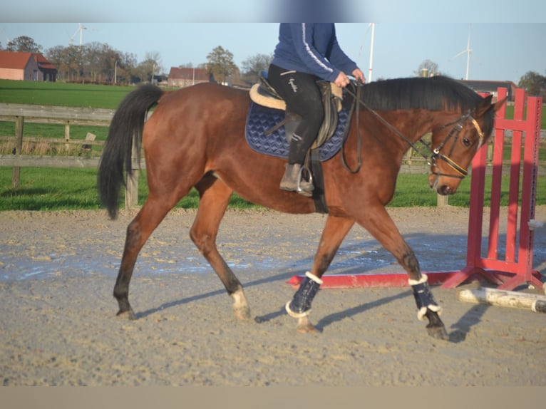 Andere Rassen Merrie 7 Jaar 165 cm Bruin in Breda
