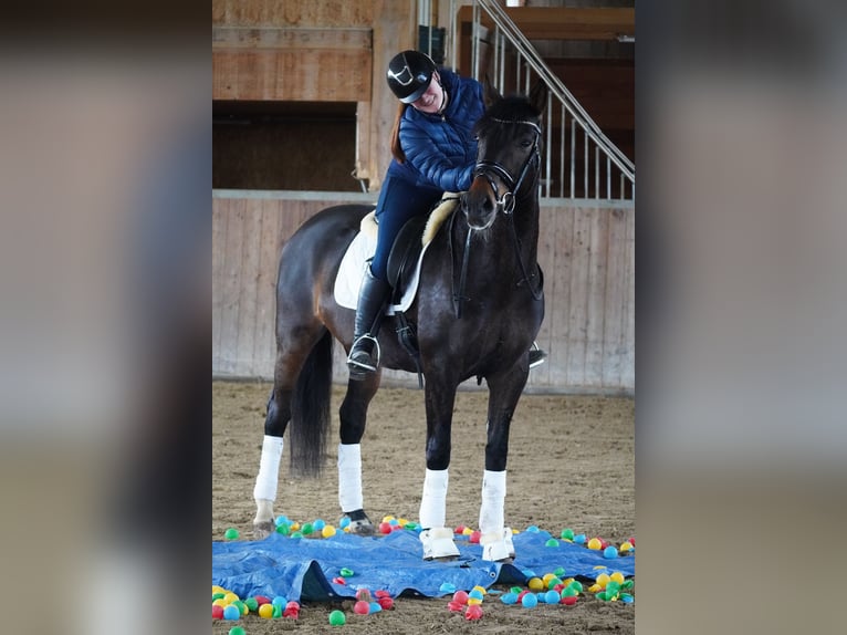 Andere Rassen Merrie 7 Jaar 165 cm Bruin in Nettersheim