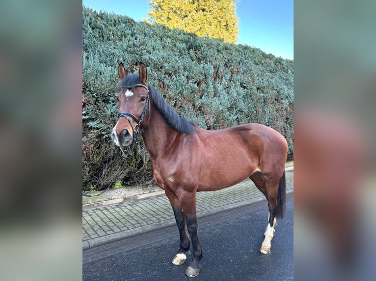 Andere Rassen Merrie 7 Jaar 165 cm Bruin in Mücke