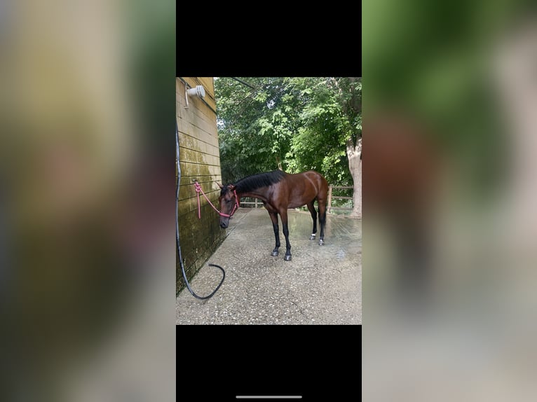 Andere Rassen Mix Merrie 7 Jaar 165 cm Roodbruin in Jerez de la Frontera