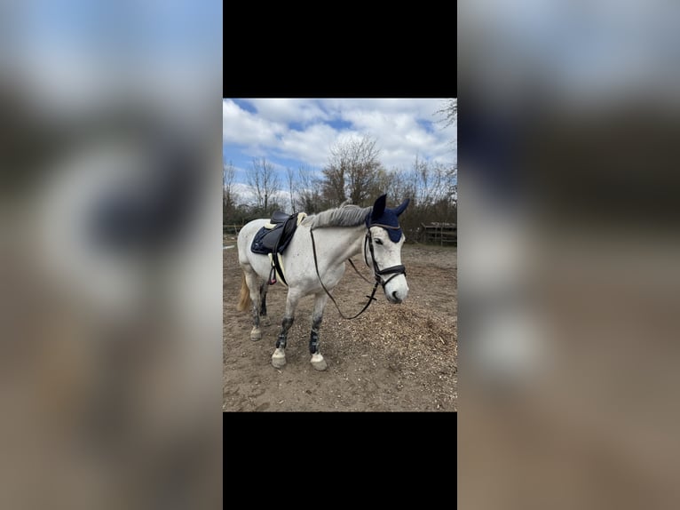 Andere Rassen Merrie 7 Jaar 165 cm Schimmel in Kronau