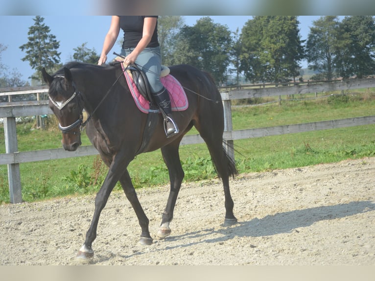 Andere Rassen Merrie 7 Jaar 167 cm Zwartbruin in Breda