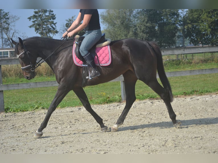 Andere Rassen Merrie 7 Jaar 167 cm Zwartbruin in Breda