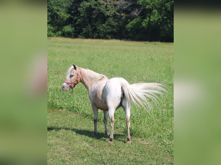 Andere Rassen Merrie 7 Jaar 91 cm Roan-Red in Charleston