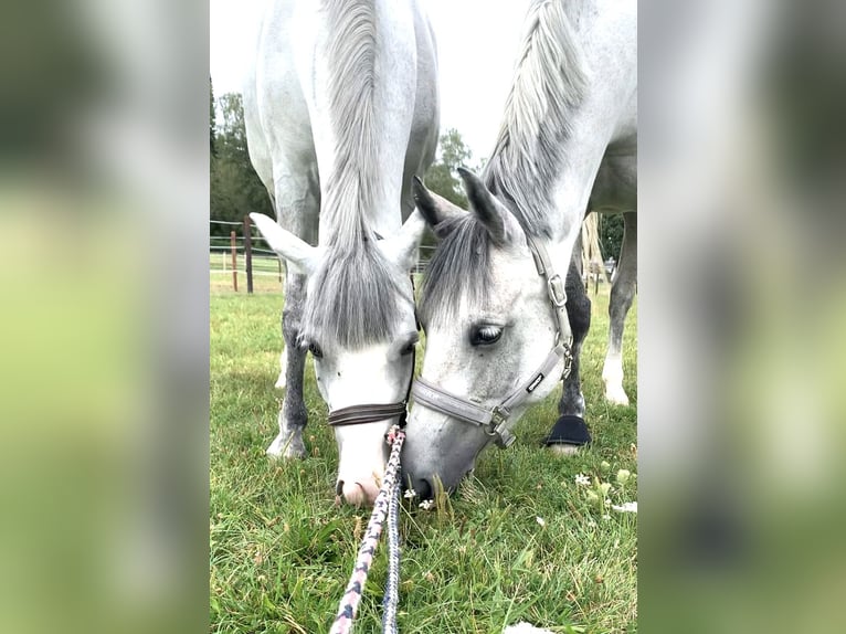 Andere Rassen Merrie 8 Jaar 135 cm Schimmel in BisingenBisingen