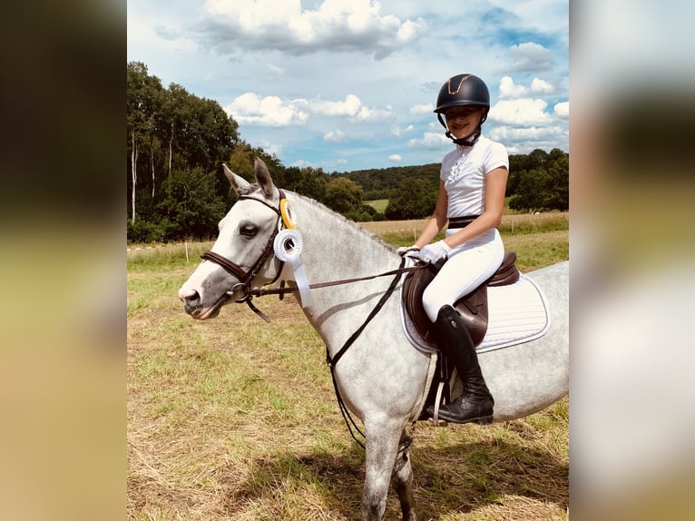 Andere Rassen Merrie 8 Jaar 135 cm Schimmel in BisingenBisingen