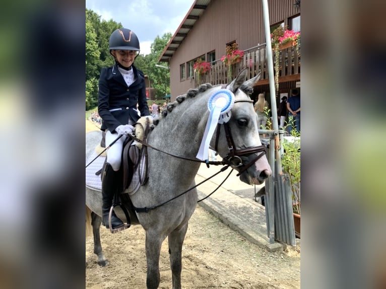 Andere Rassen Merrie 8 Jaar 135 cm Schimmel in BisingenBisingen