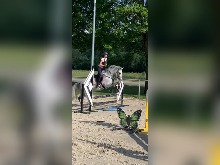 Andere Rassen Merrie 8 Jaar 135 cm Schimmel in BisingenBisingen