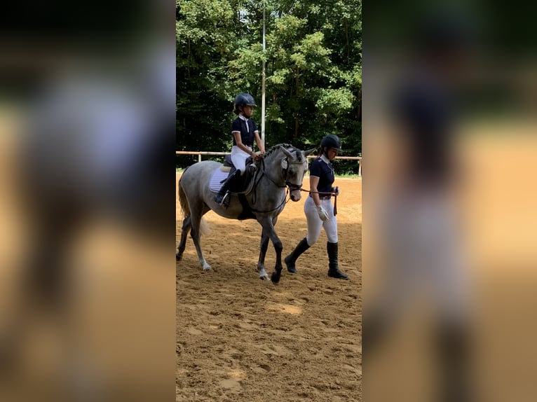 Andere Rassen Merrie 8 Jaar 135 cm Schimmel in BisingenBisingen