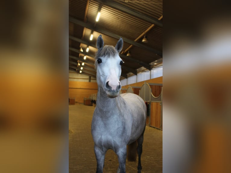 Andere Rassen Merrie 8 Jaar 135 cm Schimmel in BisingenBisingen