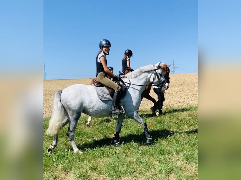 Andere Rassen Merrie 8 Jaar 135 cm Schimmel in BisingenBisingen