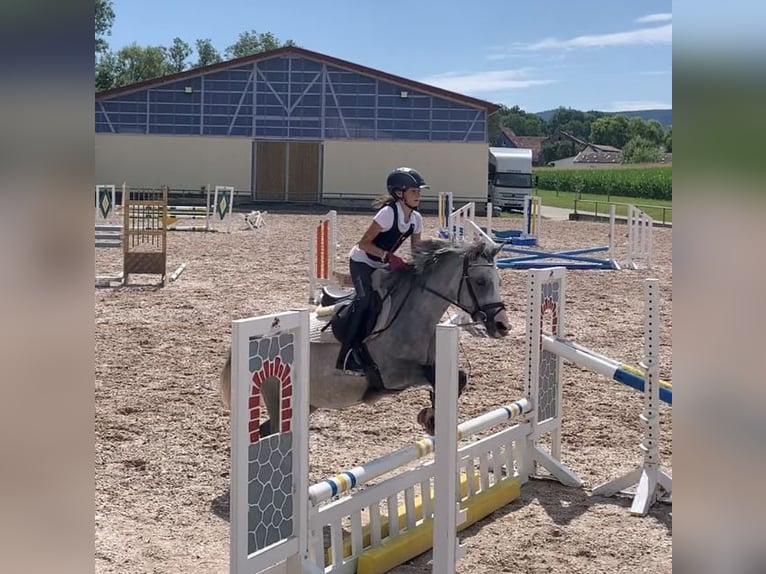 Andere Rassen Merrie 8 Jaar 135 cm Schimmel in BisingenBisingen