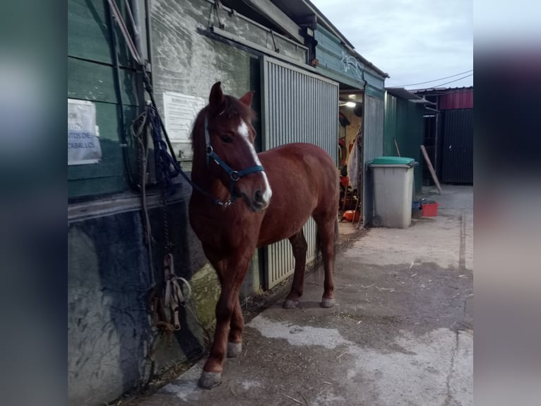 Andere Rassen Mix Merrie 8 Jaar 137 cm Falbe in Belga, La (Viella-Siero)